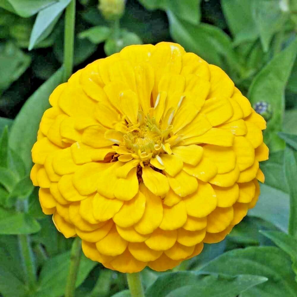 300+GIANT DAHLIA ZINNIA MIX Seeds Cut Flowers Summer Garden Container Fast Easy