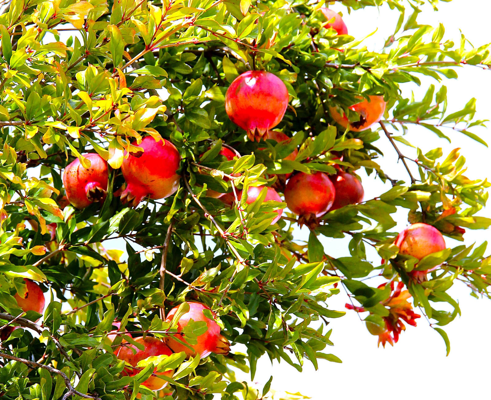 Pomegranate Tree Seeds – For 2026 Planting Punica Granatum Anar Dalim Granate