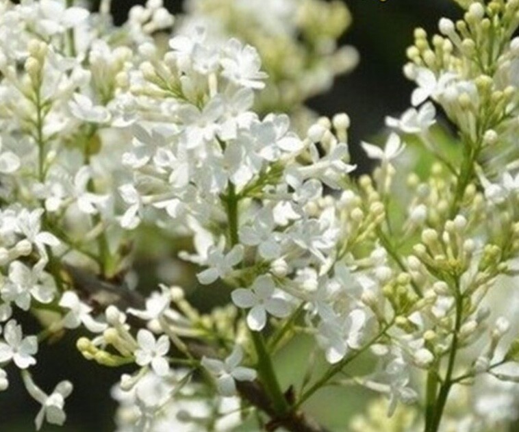 (10) LILAC SEEDS perennial flower rare exotic garden bed plant USA SELLER TRACK