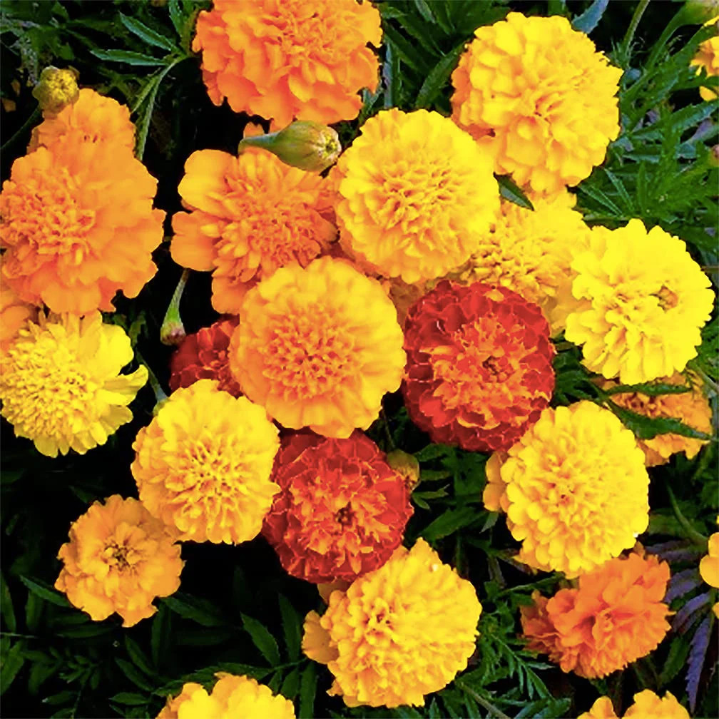Petite Mix French Marigold Seeds | Dwarf Sparky Flower Seed 2024 Fast Shipping