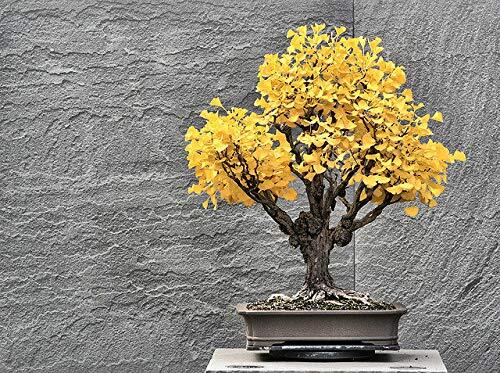 Bonsai Ginko Biloba Tree Seeds to Plant – 5 Seeds – Edible Leaves Promote Memory