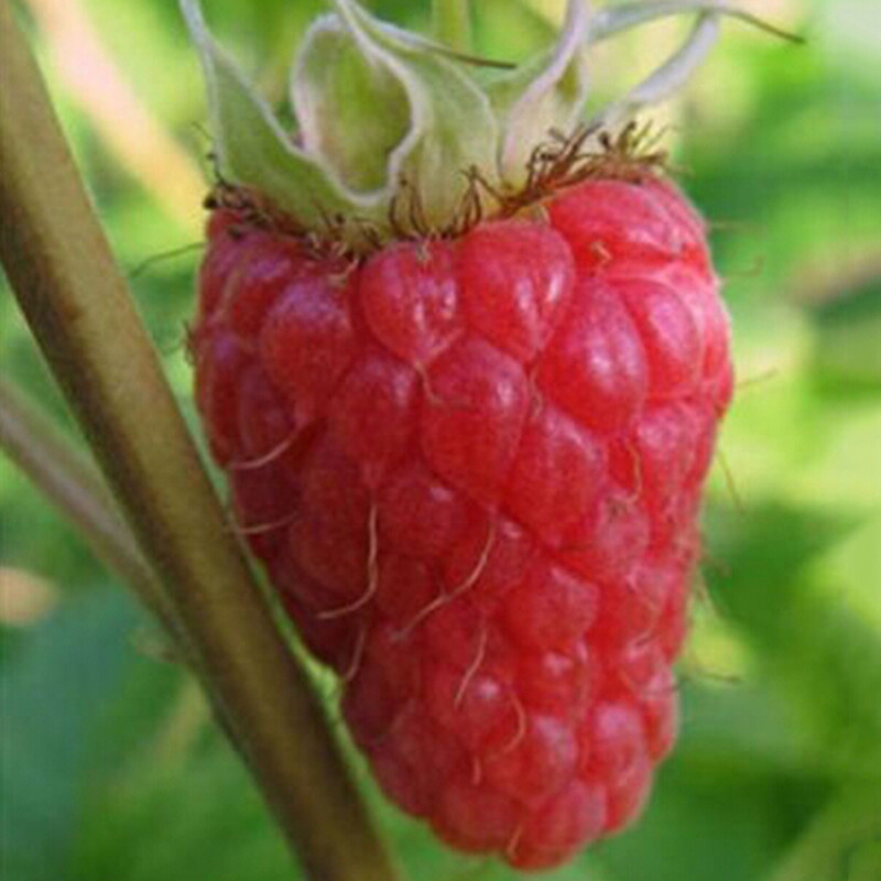 Jumbo Red Raspberry Bush Seeds – 12 Seeds- SWEET! COMBINED S/H See Our Store