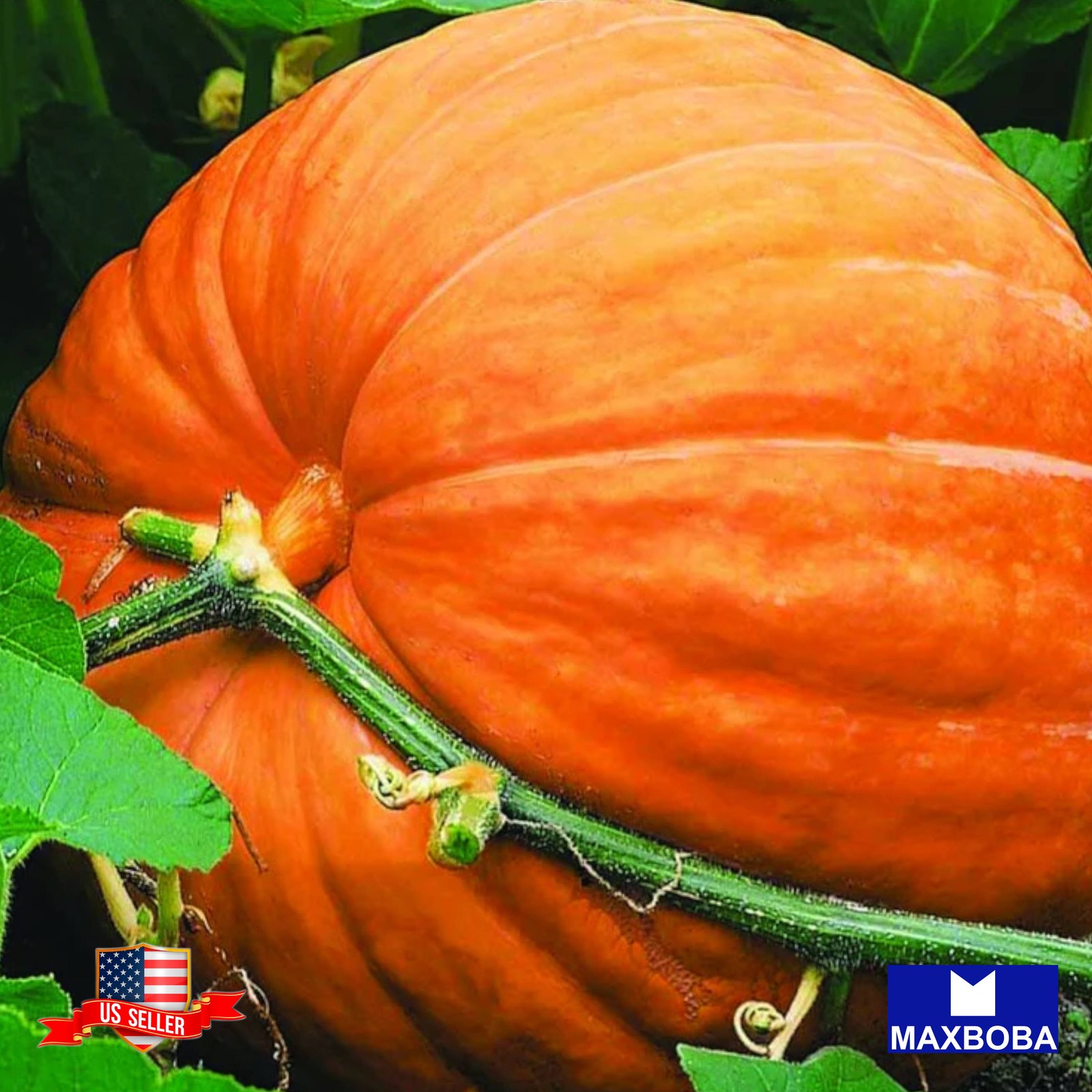 16+ Pumpkin Seeds – Big Max Non-GMO Heirloom BOGO 50% OFF