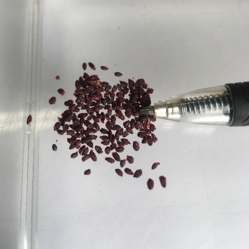 Ribes nigrum | Black Current | 100 Seeds