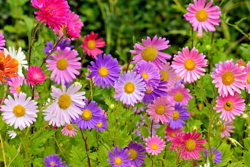 300+GIANT CALIFORNIA CHINA ASTER Mix Seeds Cut Flowers Summer Garden Container