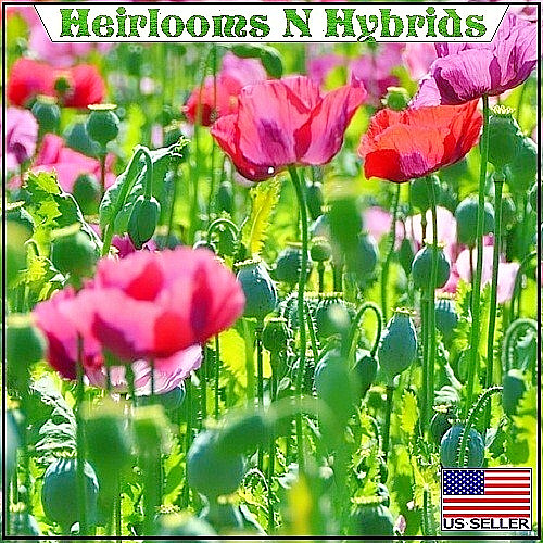 5,000 Mixed European Papaever Somniferum Poppy Flowers Seeds For Fall Planting