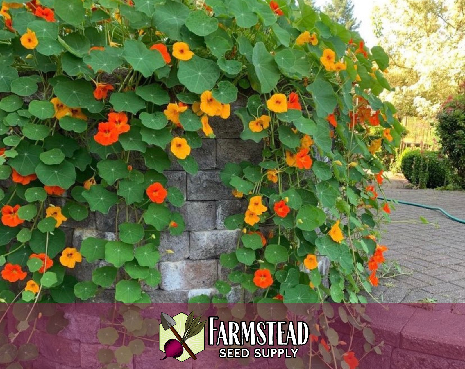 45+ Nasturtium Seeds, [Jewel Mix, Multi-Colored] Flower Garden for Pollinators