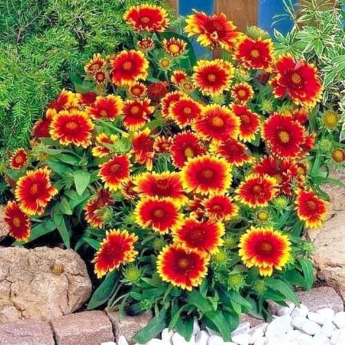 201+INDIAN BLANKET FLOWER Seeds Annual Native Wildflower Drought Heat Container