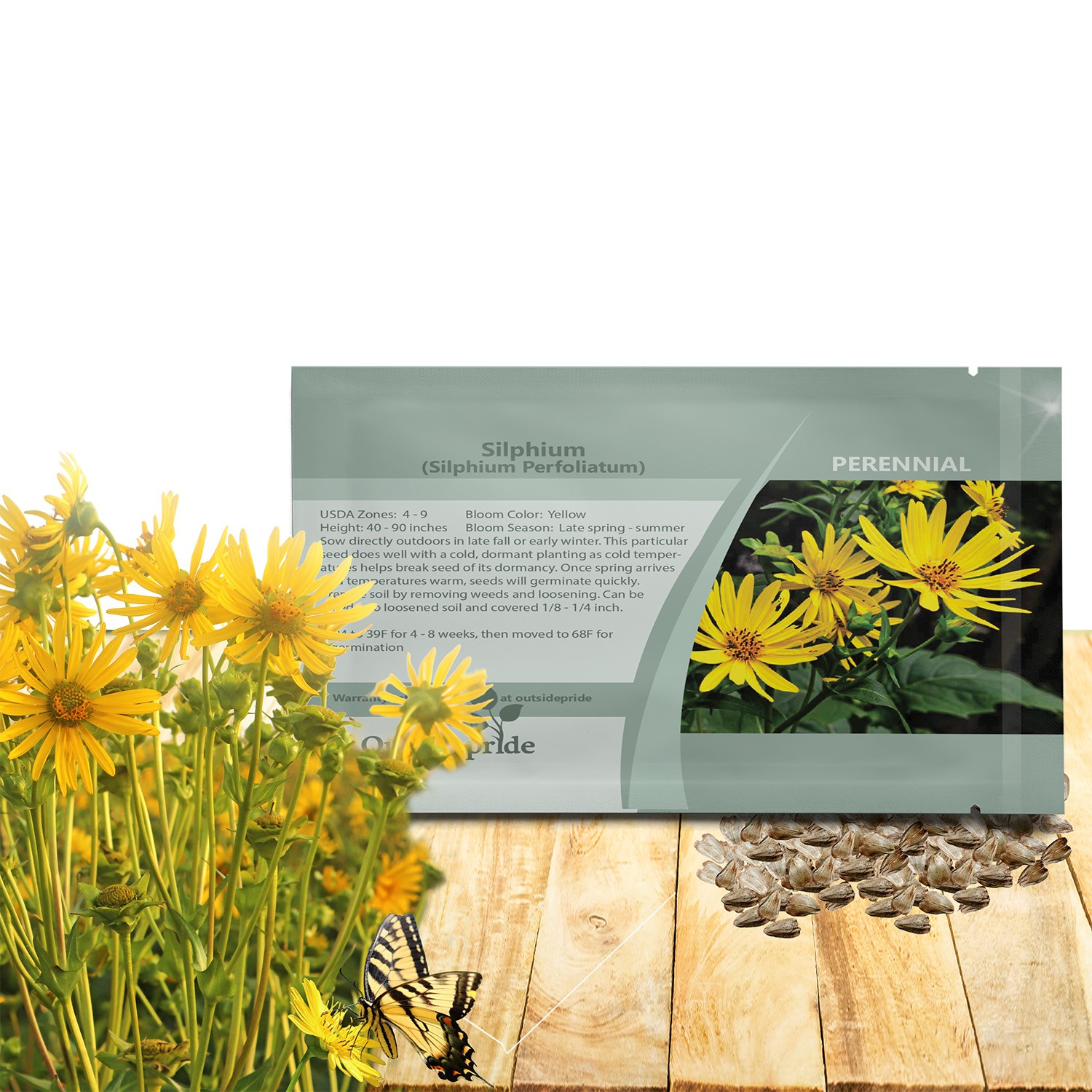 400 Seeds Silphium Seed – Cup Plant Flower Seeds