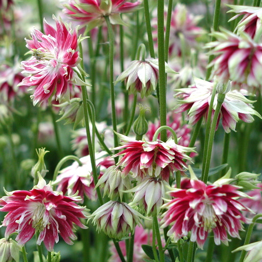 125 Columbine Nora Barlow Perennial Seeds of The Brooklyn Botanical Garden Club!