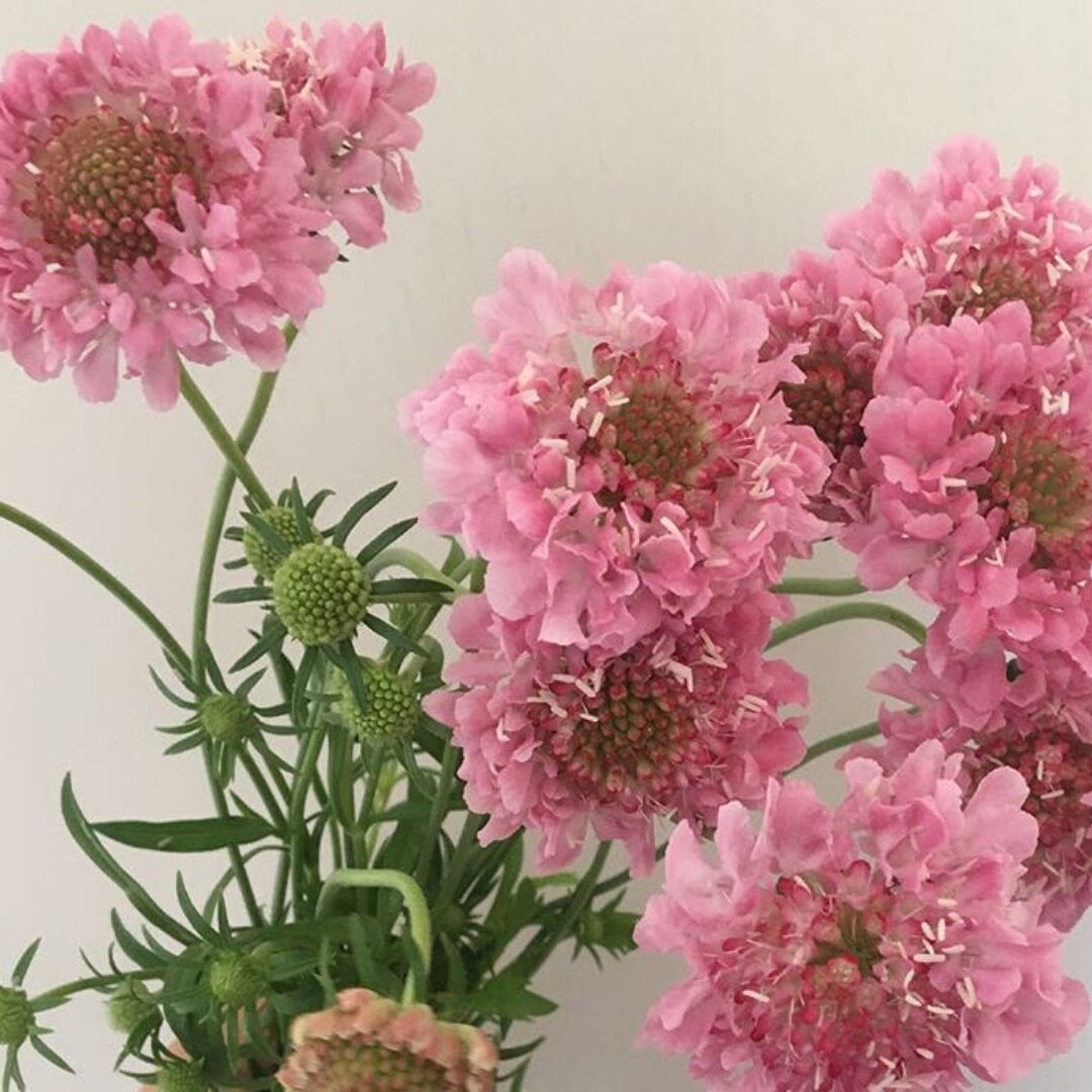 Pink Scabiosa Pincushion Flower 50 seeds fresh crop