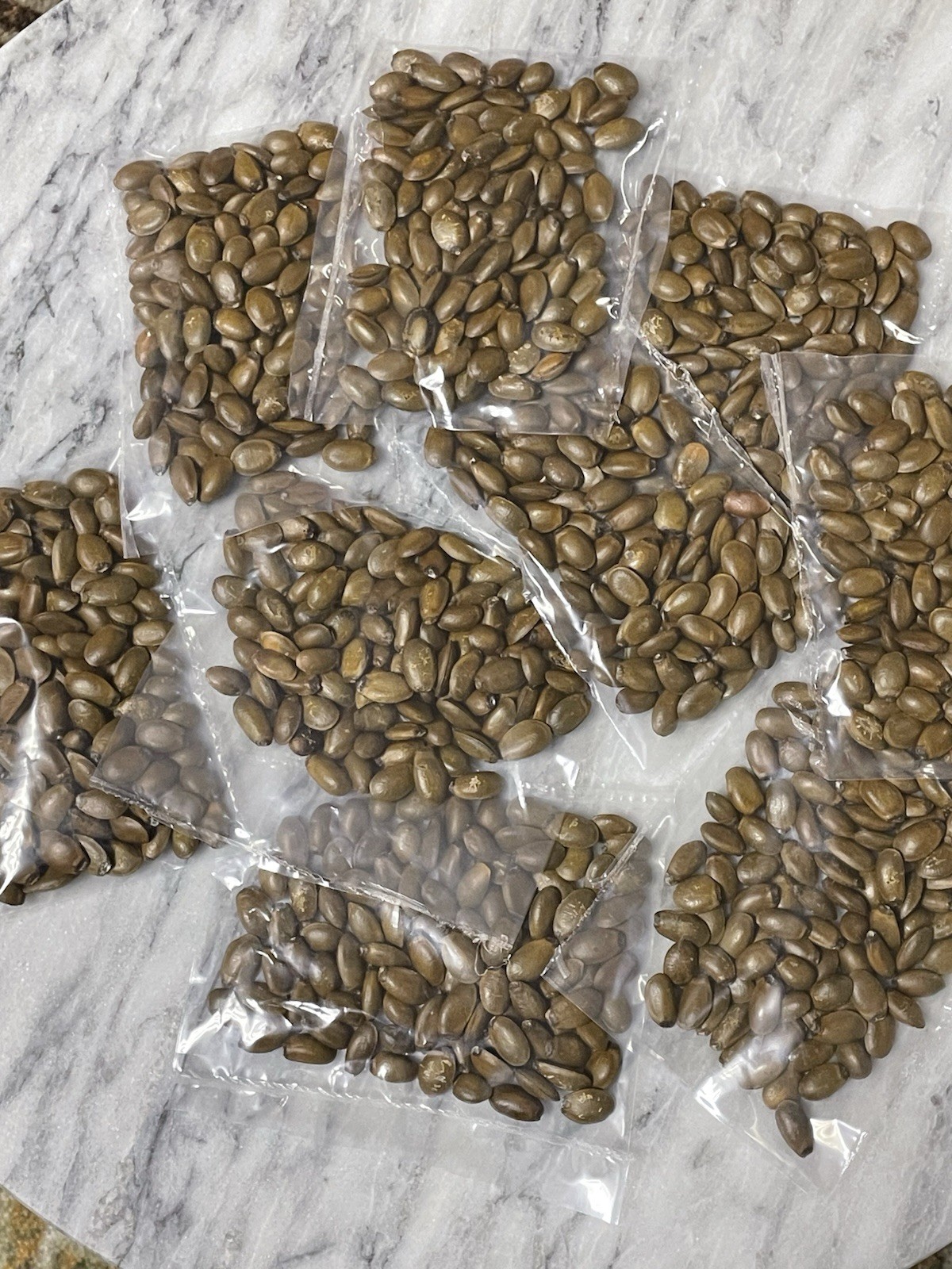 200 Soursop Seeds Graviola (Annona Muricata) Guanabana