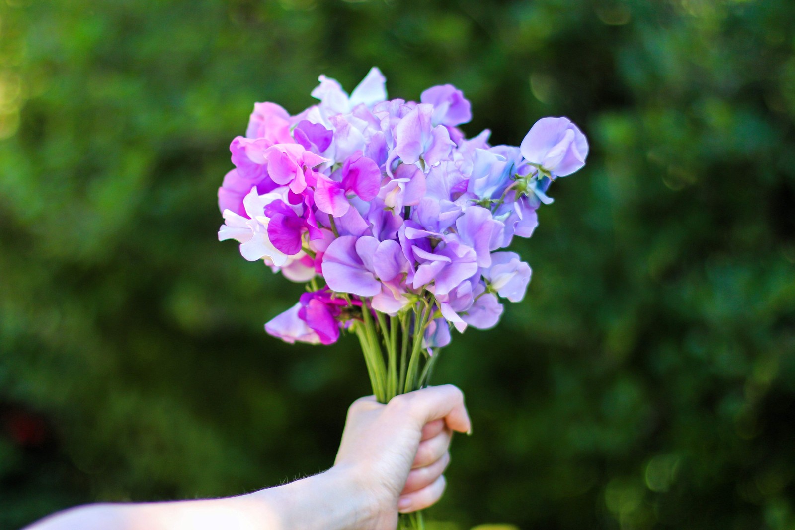 60 Mixed Colors SWEET PEA ROYAL Family Mix Lathyrus Odoratus Flower Vine Seeds
