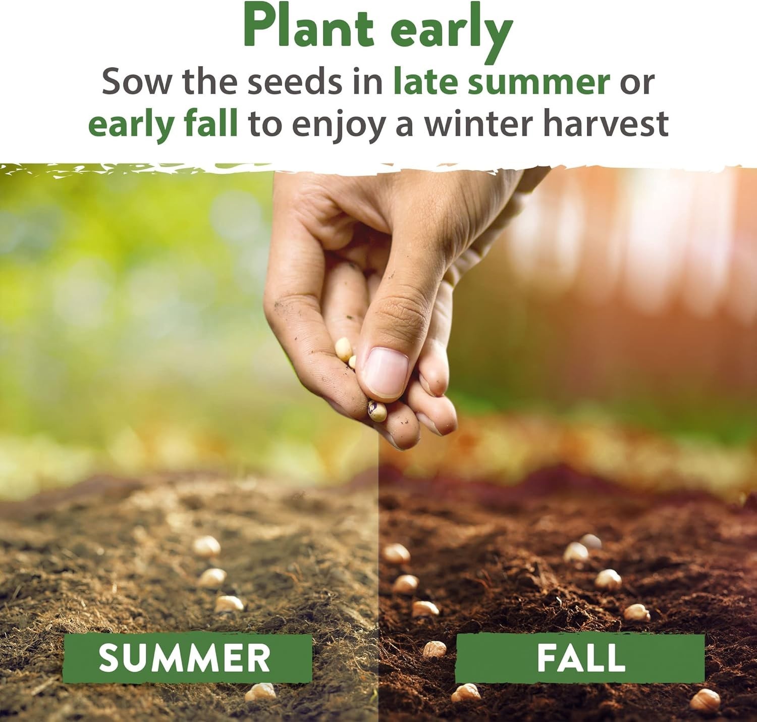 12 Pack Heirloom Winter Vegetable Seeds – Low Maintenance for Indoor & Outdoor