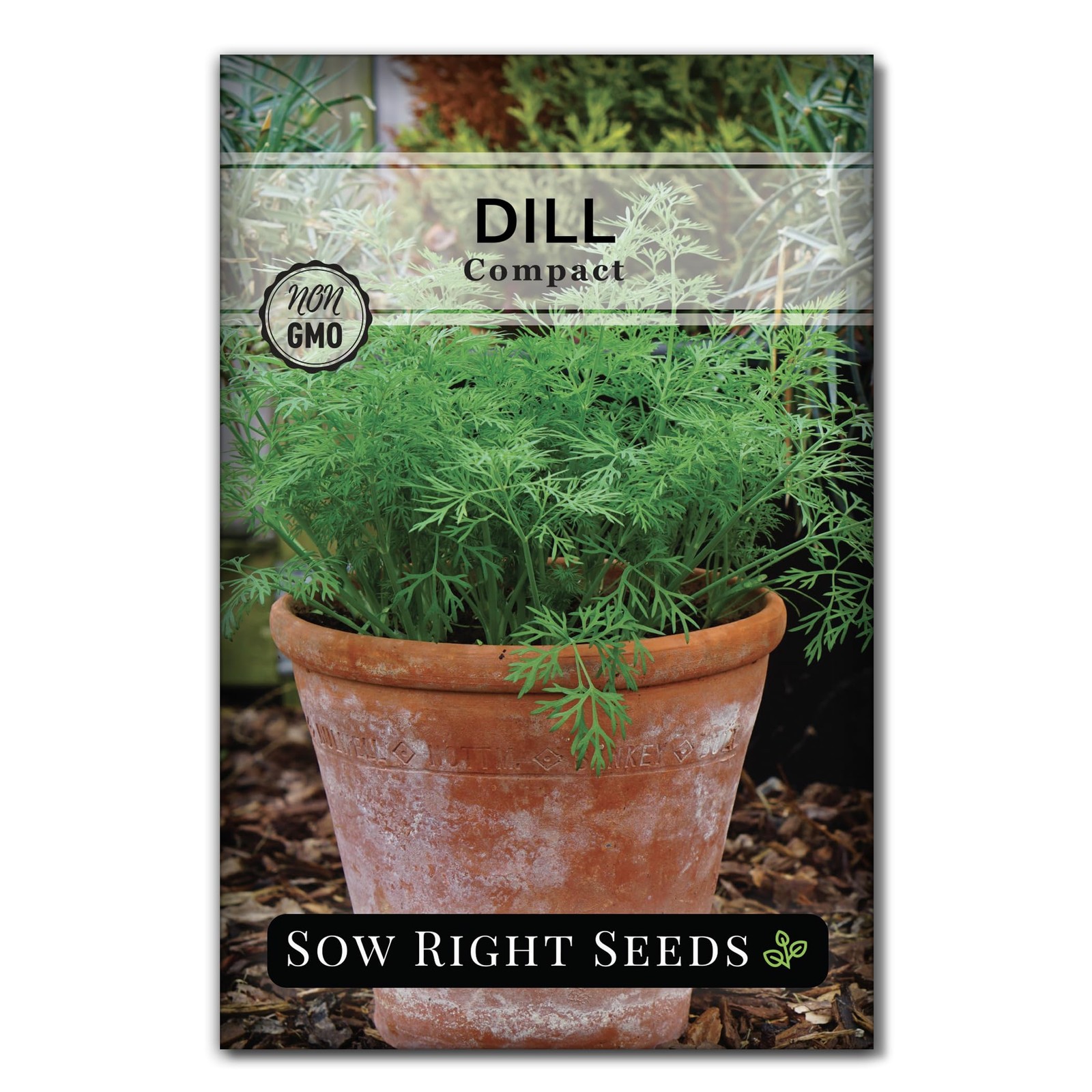 – Compact Dill Seeds for Planting – Non-GMO Heirloom Packet with Instructions…