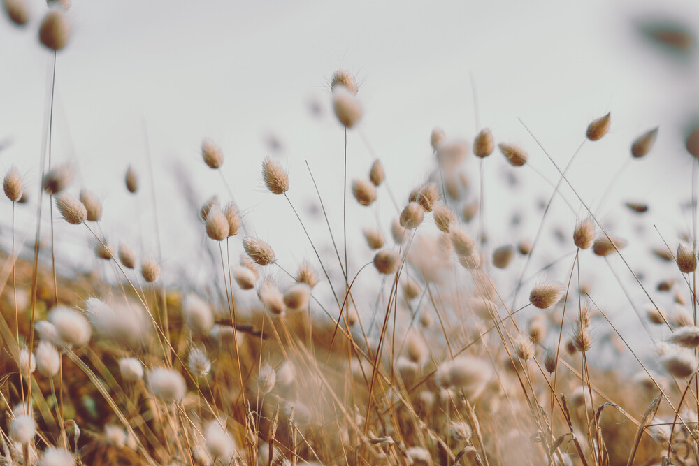 Bunny Tails Ornamental Grass Seeds, Dried Flowers, Craft, Lagarus Ovatus, 25Pcs