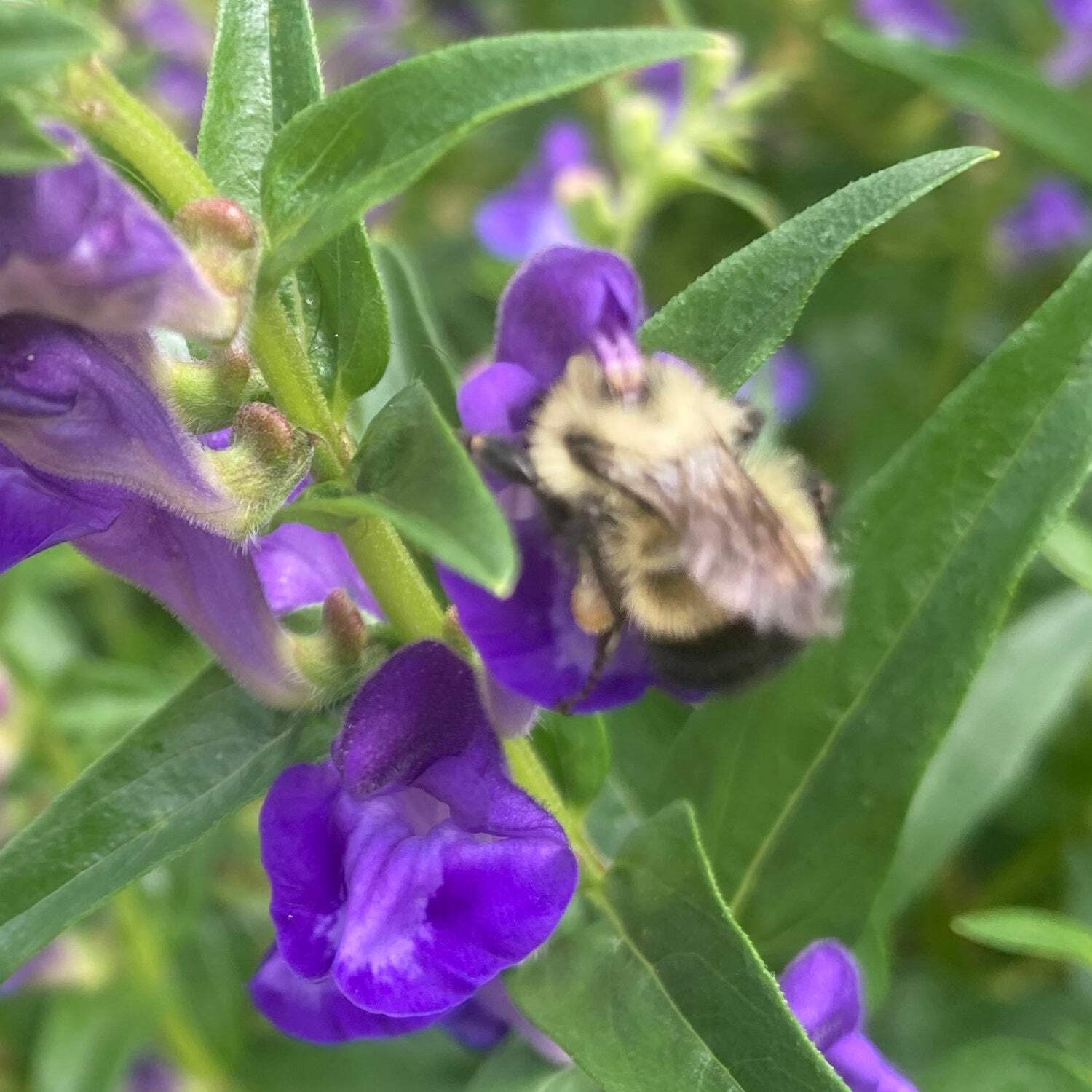 Baical Skullcap Seeds (Scutellaria baicalensis) ~Traditional Herb Flower Garden