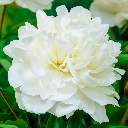 3-Beautiful, Red Non Stop Begonia Bulbs Spectacular Flowering Blooms Check Store