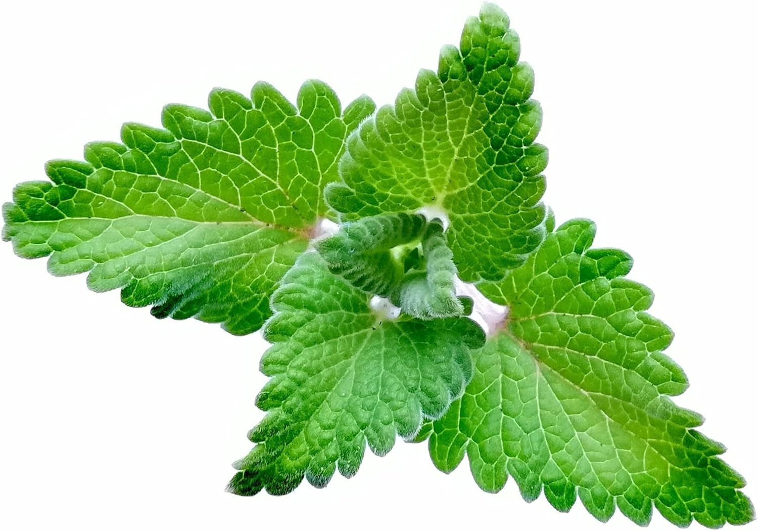 Catnip Seeds – 700+ Heirloom, Non-GMO, Fragrant, Low Maintenance Herb