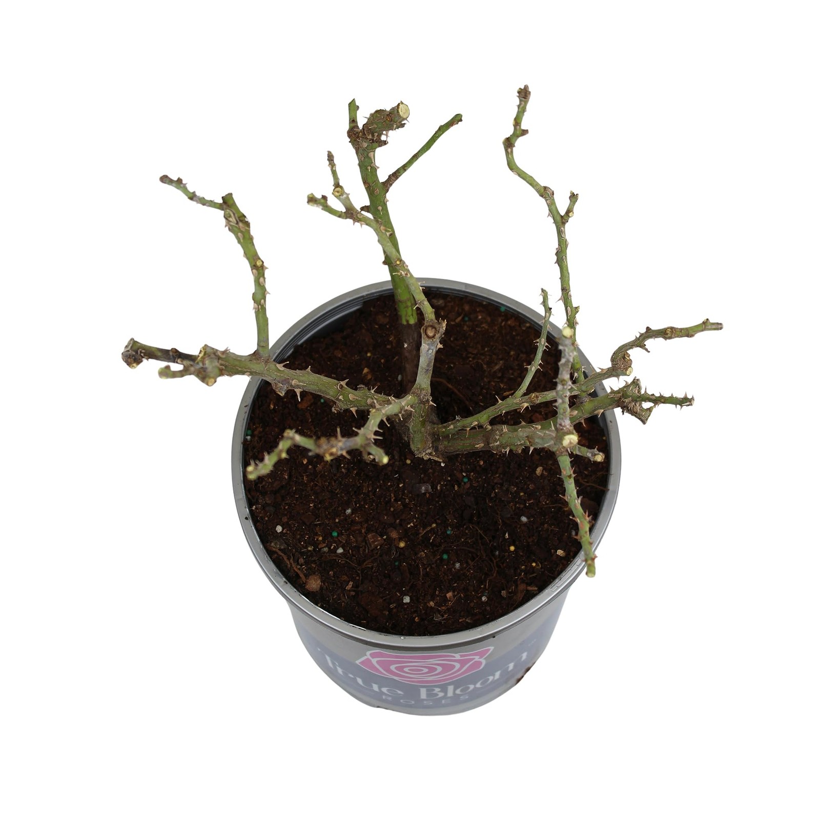 Fresh Roses for Delivery , Pink Rose Live Rose Bush Plants, Indoor Rose Plant…