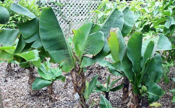 Musa acuminata | Dwarf Banana | Cavendish | 10 Seeds