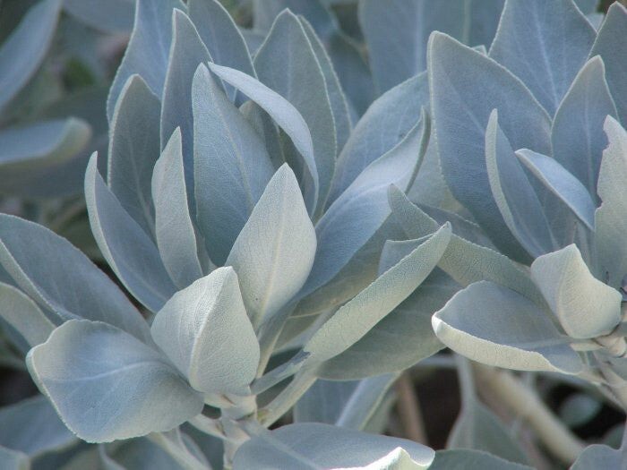 white sage  1,300 + seeds ..2022 harvest .