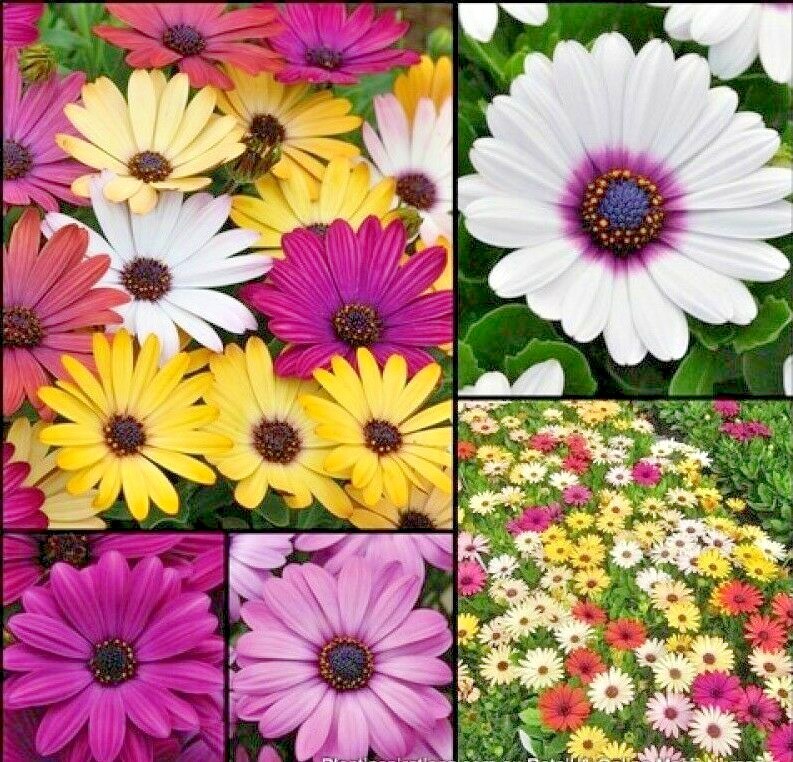 200+AFRICAN DAISY Cineraria Mix Flower Seeds Cape Marigold Drought Tolerant Easy