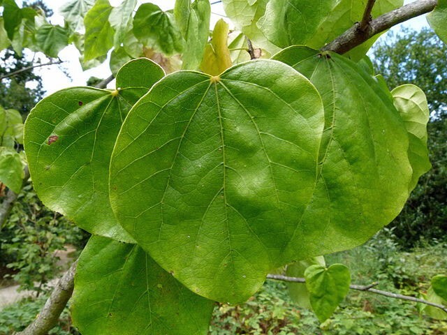 Cercis chinensis | Chinese Redbud | 15 Seeds