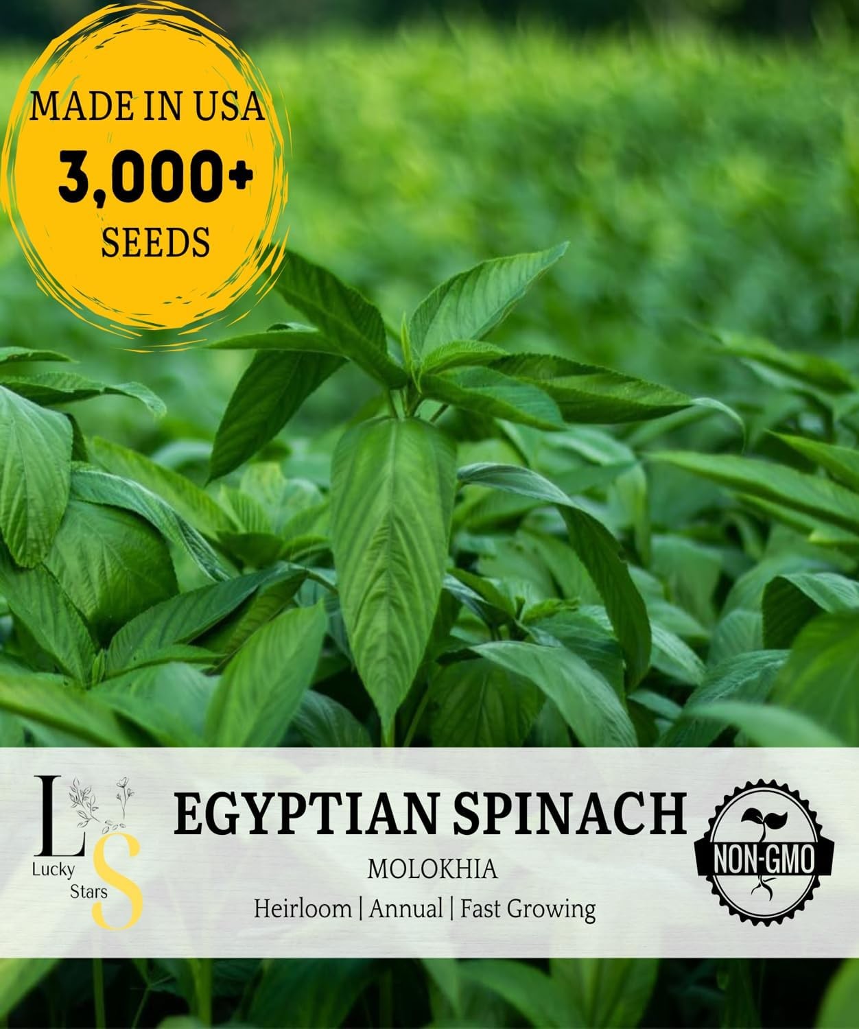 3000+ Premium Egyptian Spinach Seeds (Molokhia) – Fast-Growing, Low Green