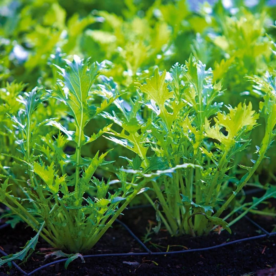 Fresh Mizuna Mustard Greens Seeds | Heirloom Non-GMO | Asian Vegetable Seeds