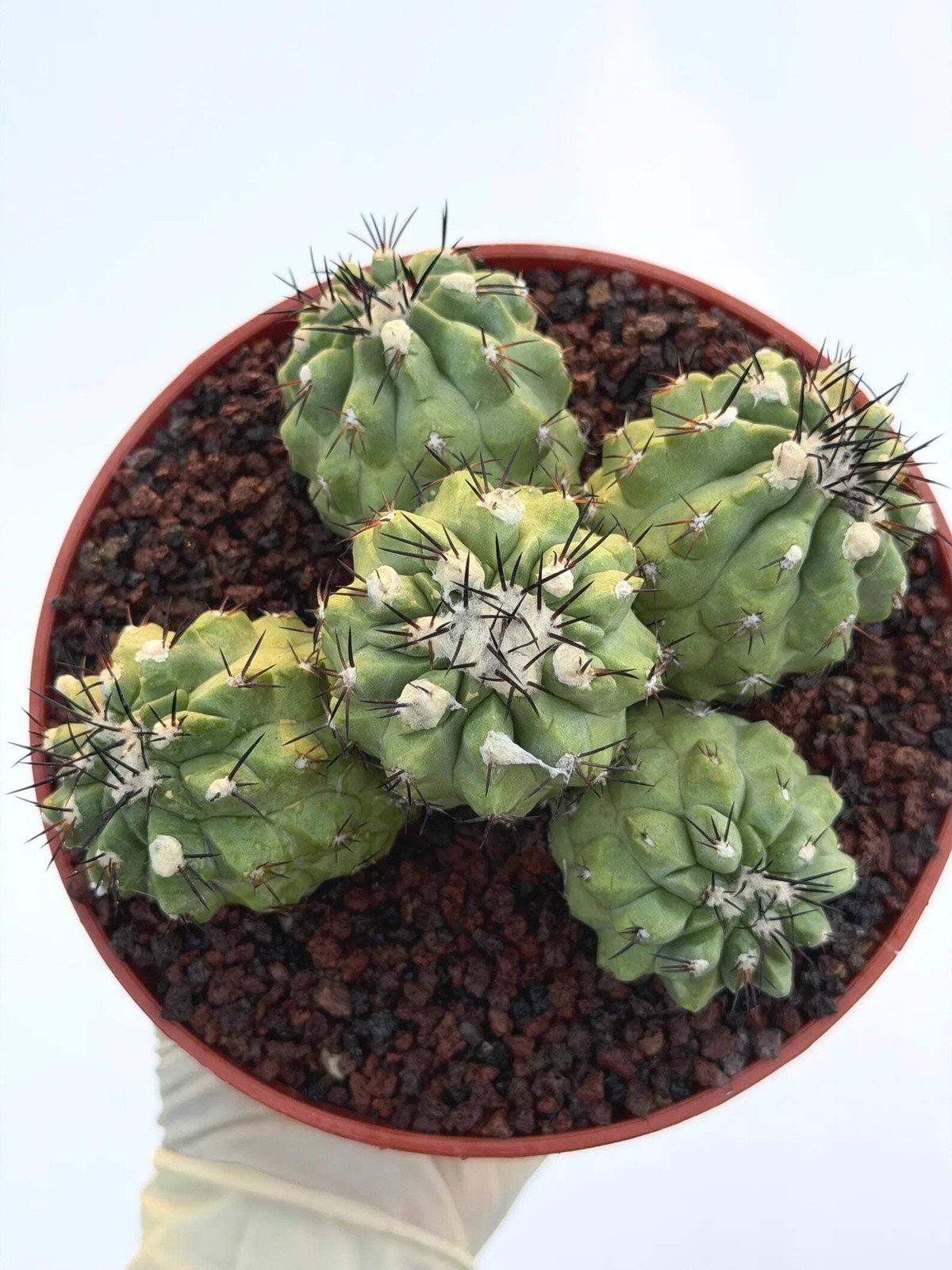 Copiapoa Cinerea Hybrid Cluster | Rare Collector Desert Succulent Plant