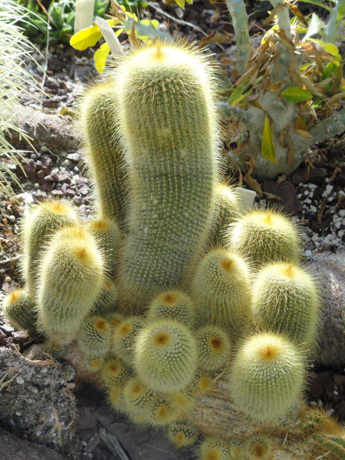 Parodia leninghausii 25 Seeds – Yellow Tower Cactus