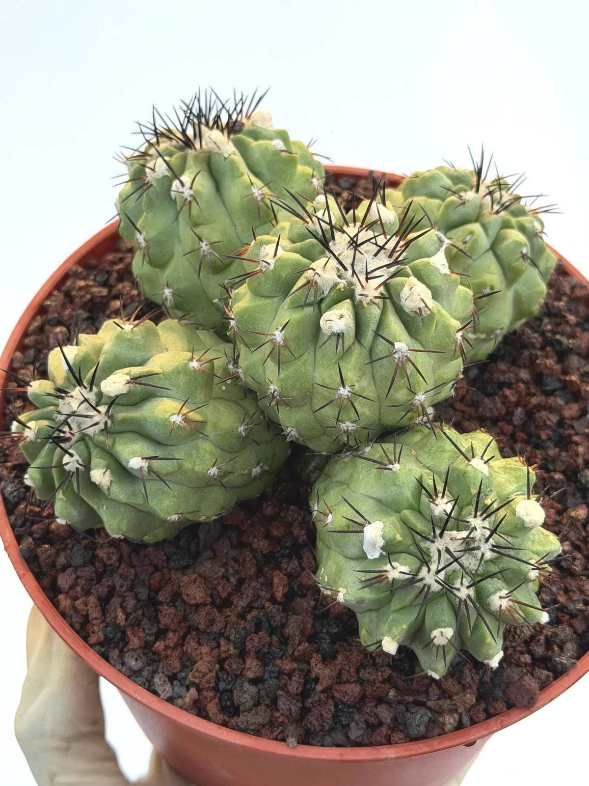 Copiapoa Cinerea Hybrid Cluster | Rare Collector Desert Succulent Plant