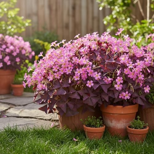 Pack of 24 Purple Shamrocks Bulbs, Oxalis Bulbs for Planting, Oxalis Triangulari