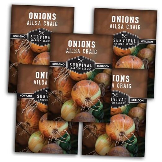 Ailsa Craig Onion Seeds for Planting – Long Day Yellow Sweet Onions with 5