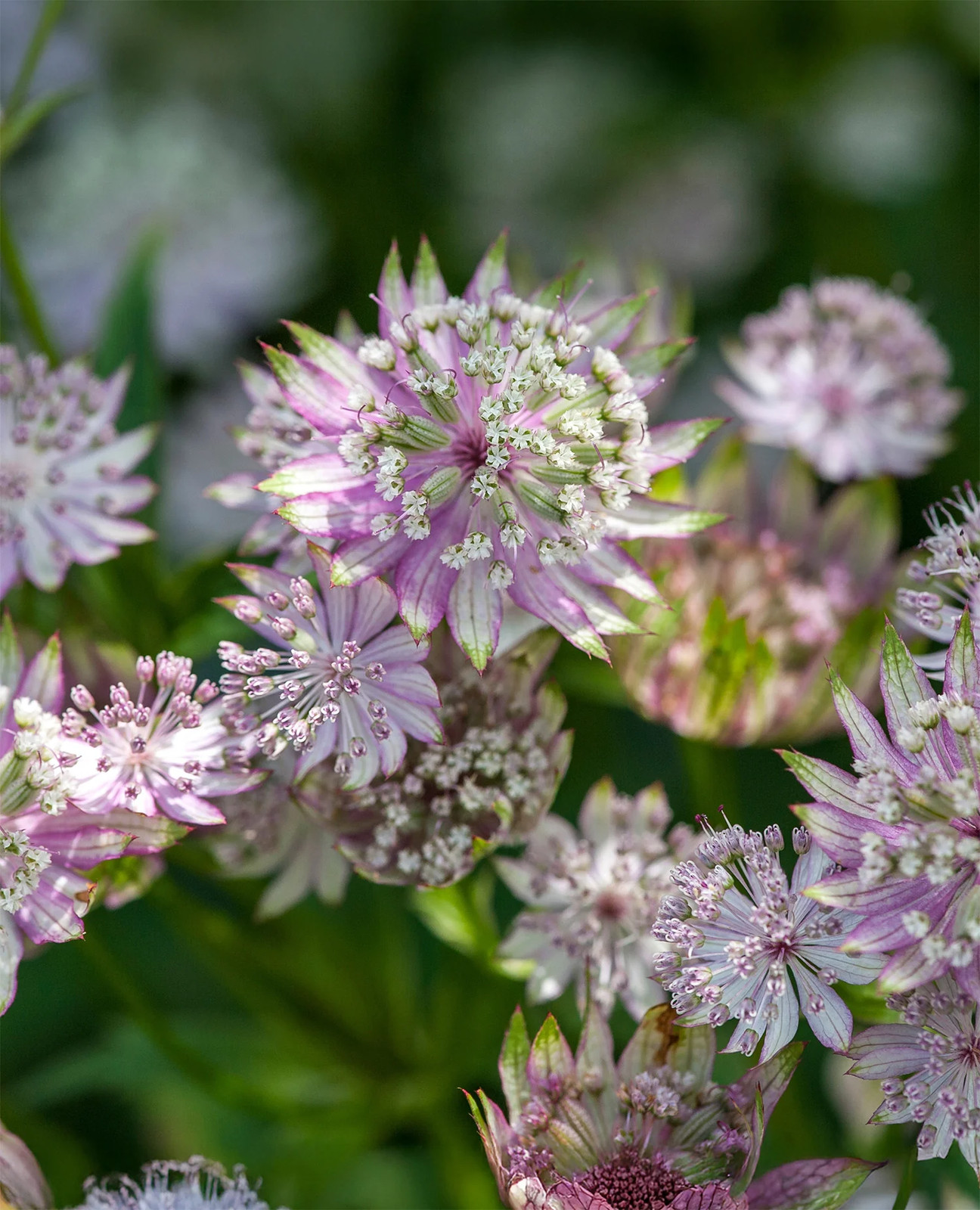 Star of Royals Astrantia – 3 root divisions