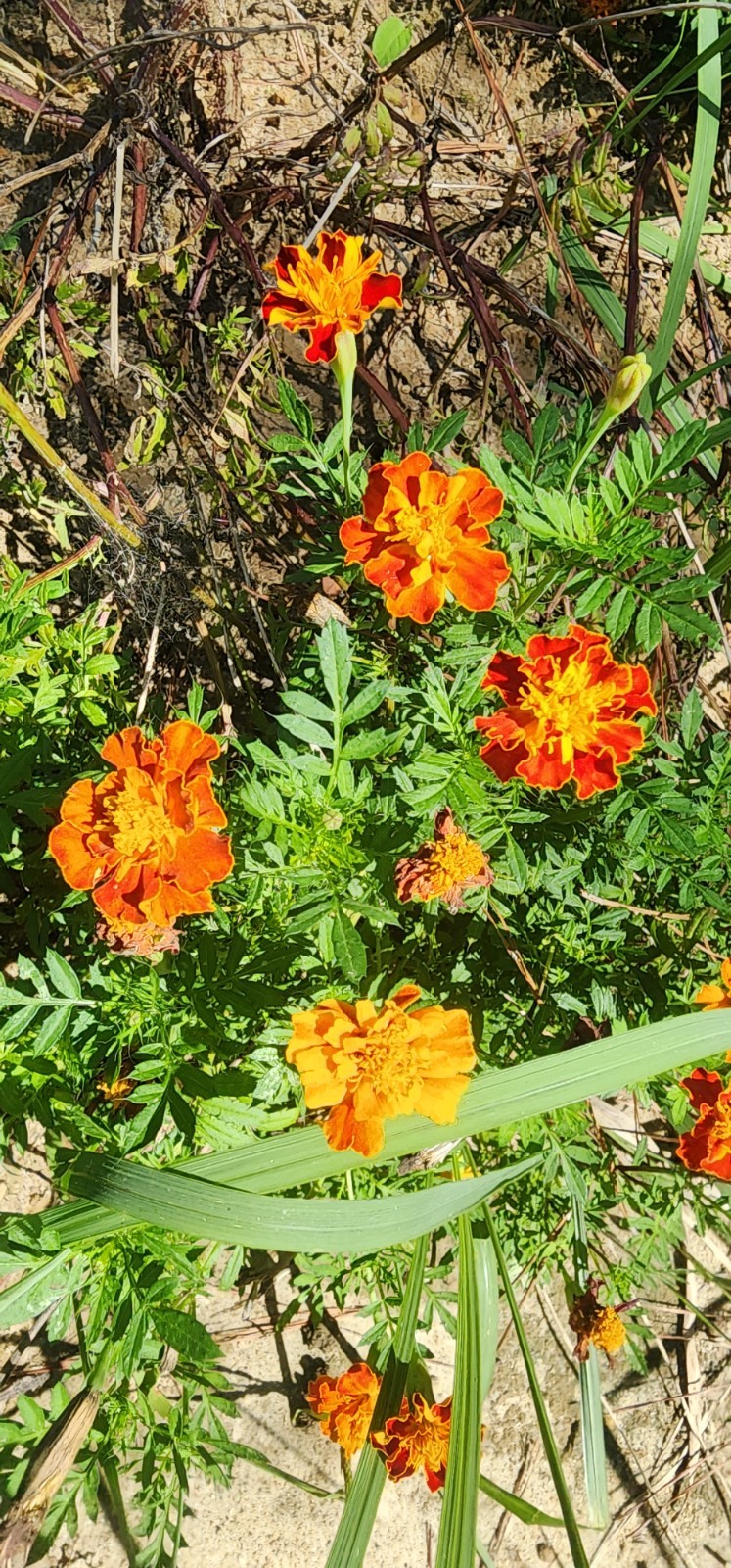 French Marigold Sparky Mix, Beautiful Colors, Garden Pest Deterrent, FREE SHIP