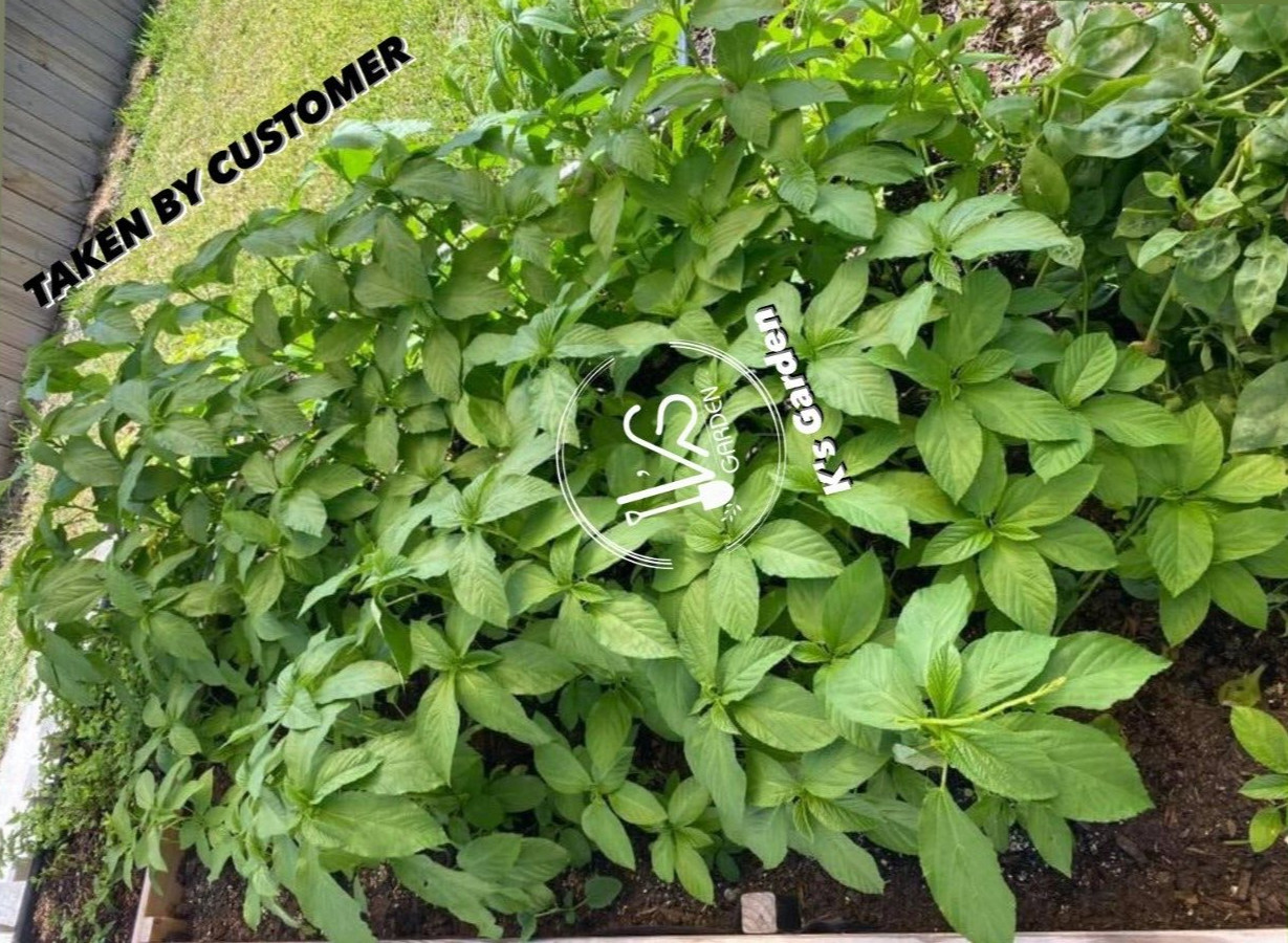 GREEN JUTE, EGYPTIAN SPINACH, SALUYOT SEEDS, ĐAY XANH | HIGH GERMINATION |