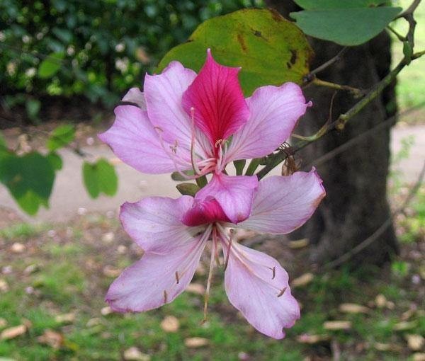Bauhinia variegata | Variegated Orchid Tree | 10 Seeds