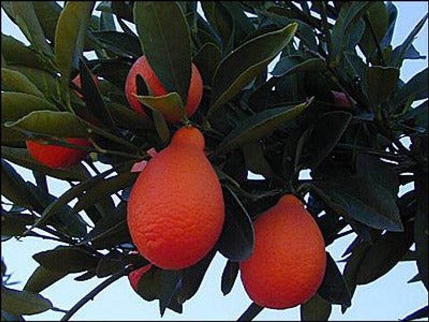 Rare INDIO MANDARINQUAT- 3 fresh cuttings, imported, Europe