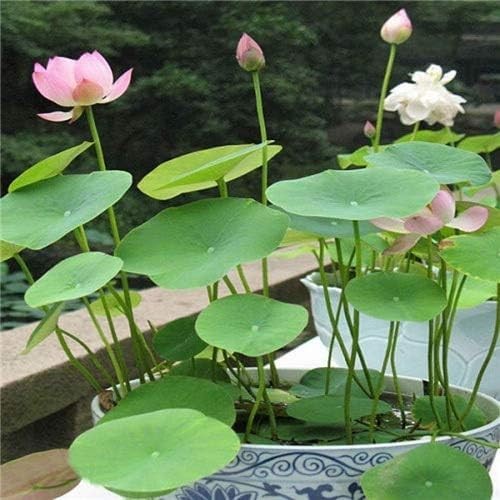Bonsai Lotus Seeds for Planting | 10 Seeds | Beautiful Flowering Aquatic Bons…