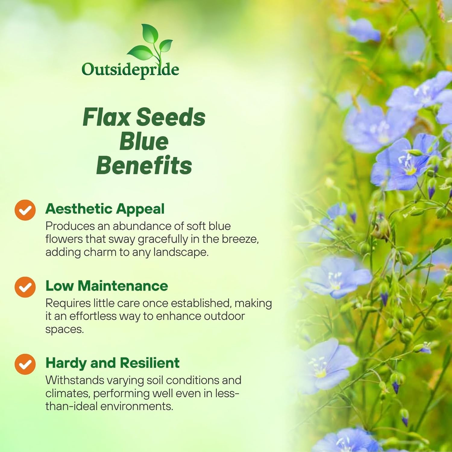 5 LBS Blue Flax Wildflower Seeds For Planting Outdoors | Linum Perenne Seed