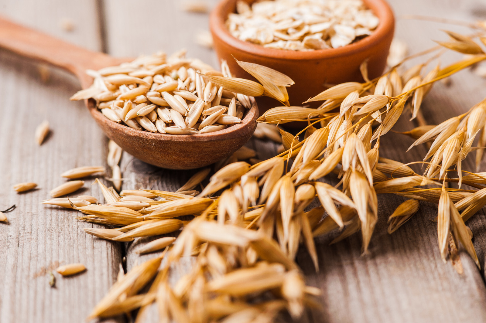 250 Certified ARMOR OAT Oats Avena Sativa Cereal Grain Cover Crop Seeds