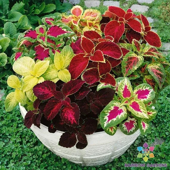 25+ Superfine Rainbow Masterblends Mix Coleus Seeds for Garden – FREE SHIPPING!