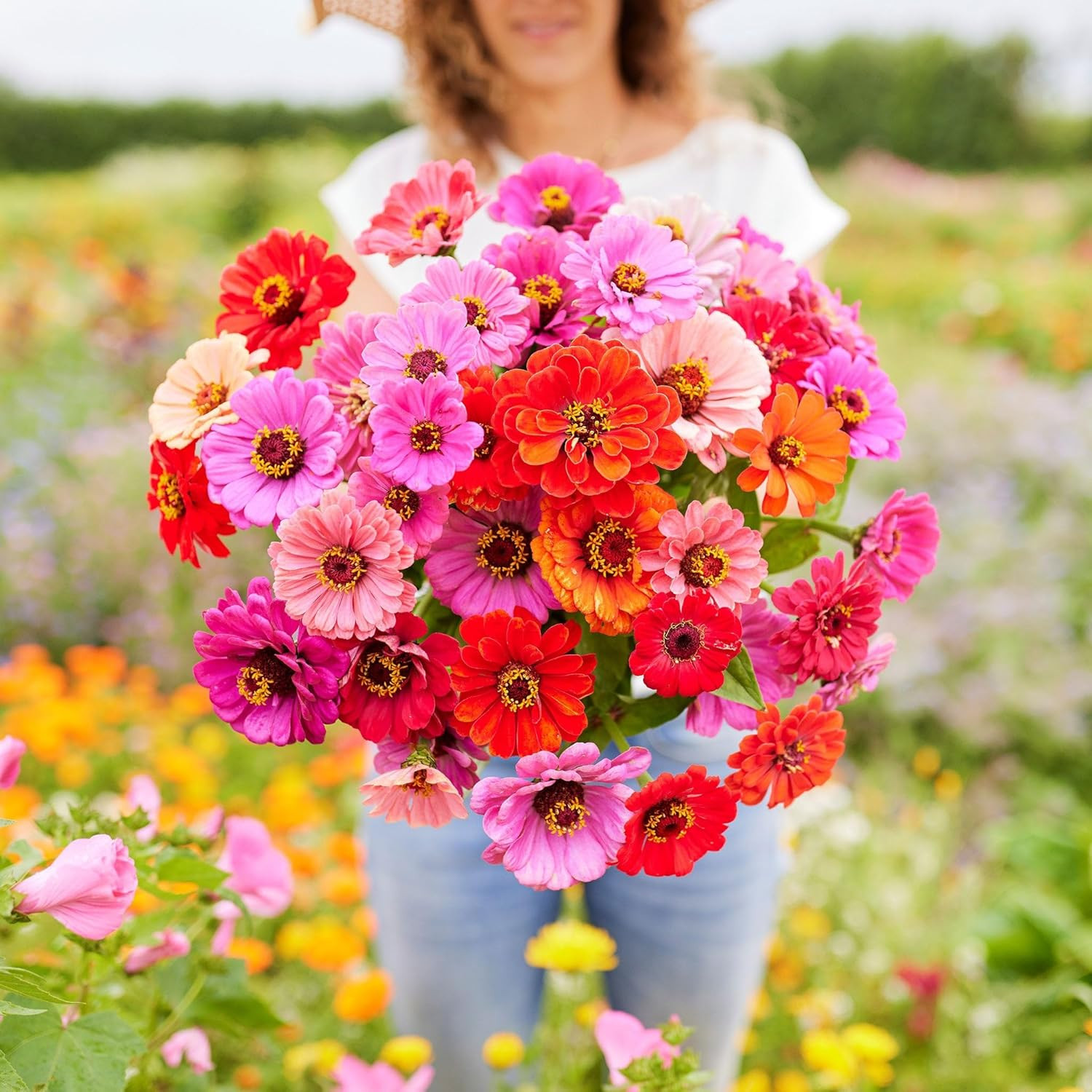 Zinnia Seeds – Dahlia Flowered Mix, Non-Gmo Seeds for Planting, 1/4 Lb | Low-Mai