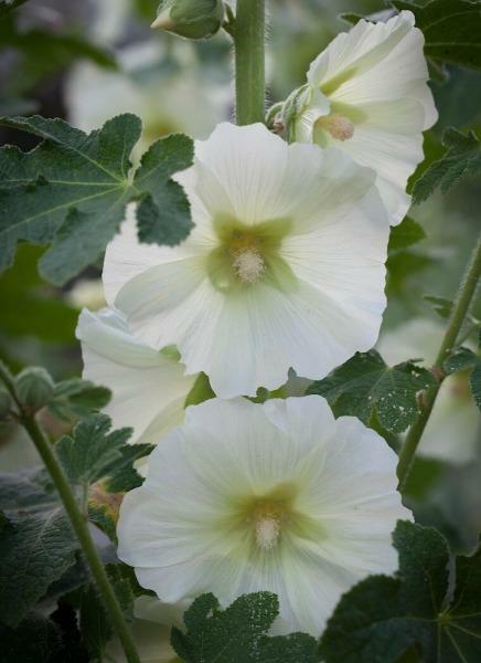 Alcea rosea subsp. ficifolia | Antwerp or Fig Leaf Hollyhock | 10 Seeds