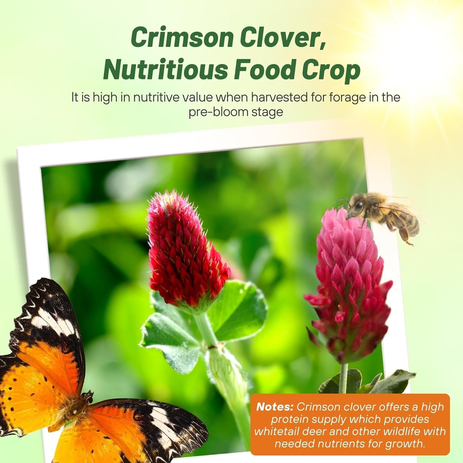 Crimson Clover Seeds – 10 lbs Nitrocoated, Perfect for Lawns & Soil Enrichment