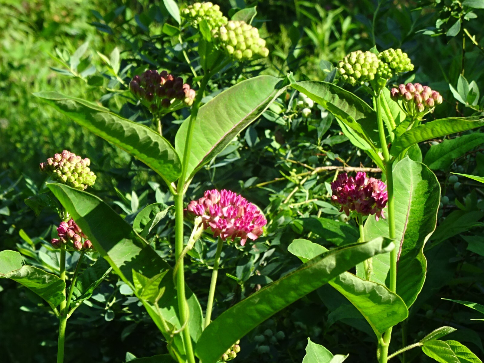 Purple Milkweed Aasclepias purpurascens Native Perennial 15 seeds 2023 Organic