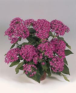 Pentas Graffiti2020 Violet 100 seeds