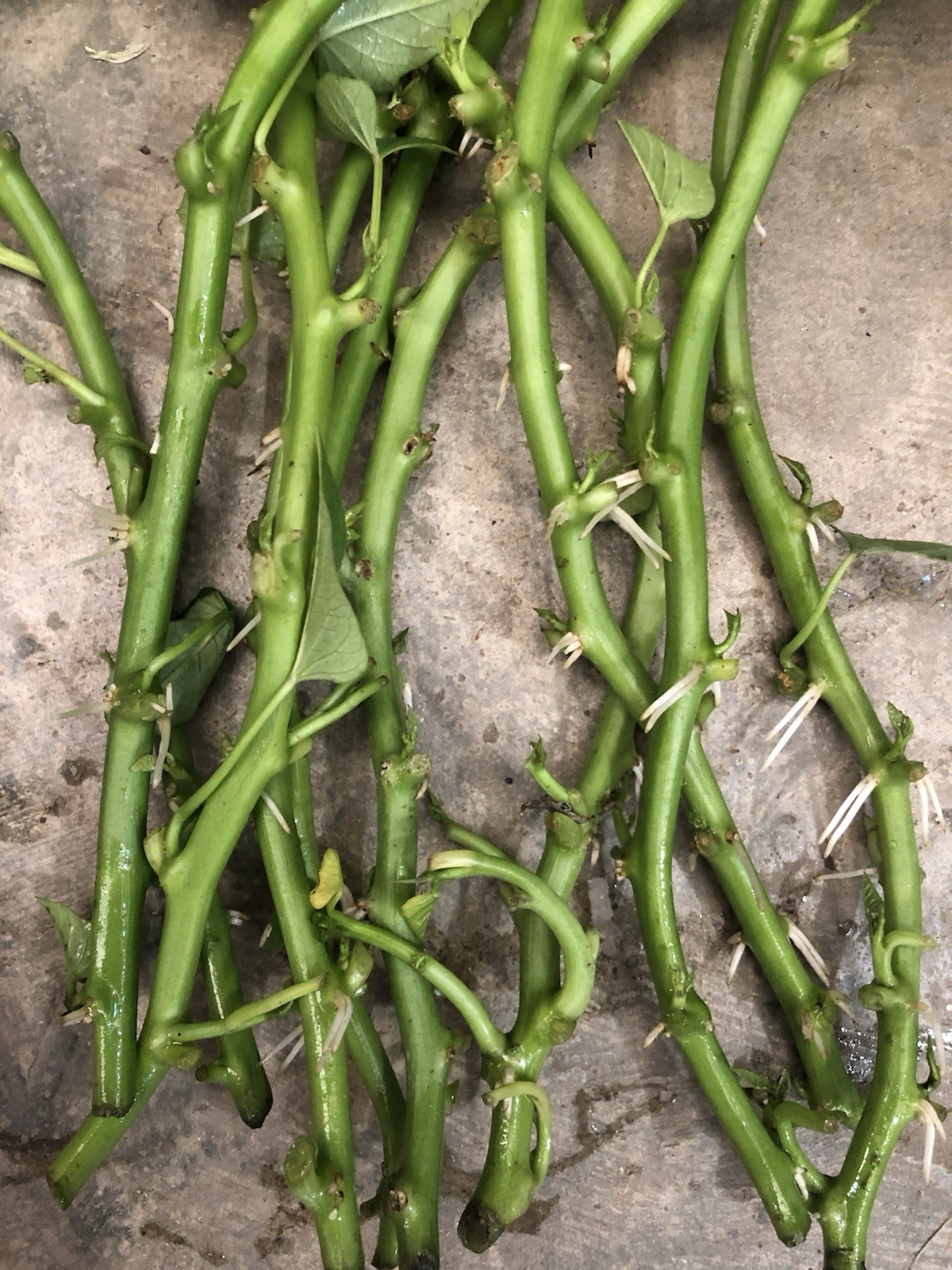 10 Sweet Potato Slips With Roots Ready To Plant Free Shipping!